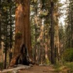 In Yosemite, Falling Tree Branch Kills Young Hiker in Rare and Tragic Accident